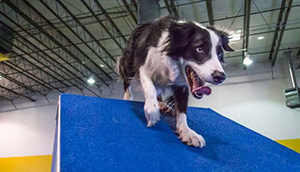 Las Vegas Dog Agility Training