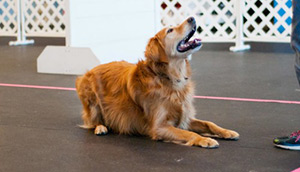 Las Vegas Dog Obedience Training